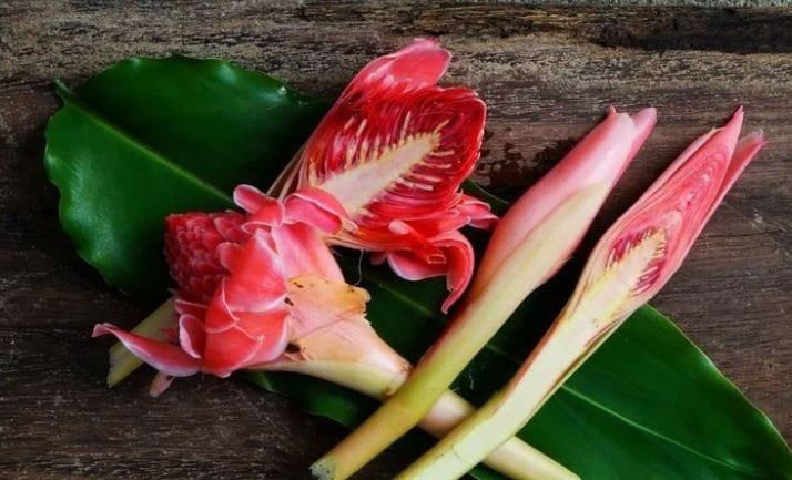 Ini Dia 10 Manfaat Bunga Kecombrang Bagi Kesehatan